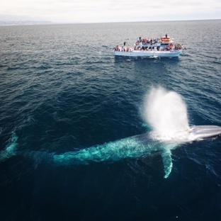 Davey's Locker Sport Fishing & Whale Watching - Newport Beach, CA