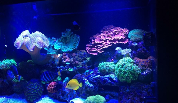 My Aquarium Guy, LLC - Allen, TX