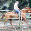 Horse Training and Farrier Services Florida gallery