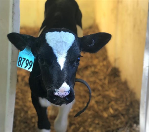 Blue Hyll Dairy - Clinton, IA