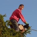 Benitez & Son Tree Service - Tree Service