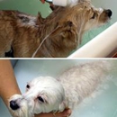 Riverside Grooming - Pet Grooming