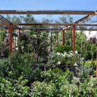 Palo Verde Nursery