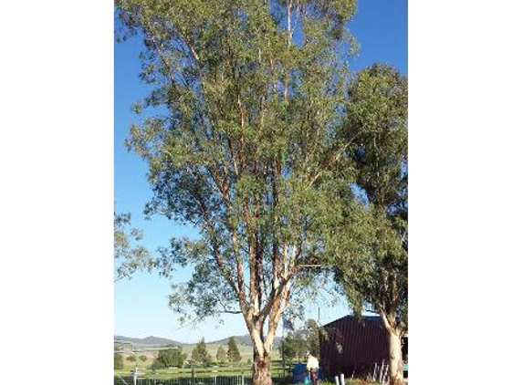 Bell's Tree Service - Oxley Vale, NSW