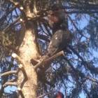 Stillwell's Tree Services