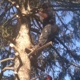 Stillwell's Tree Services