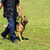 Crystal Clear Canine Academy gallery