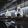 Badger Remediation gallery
