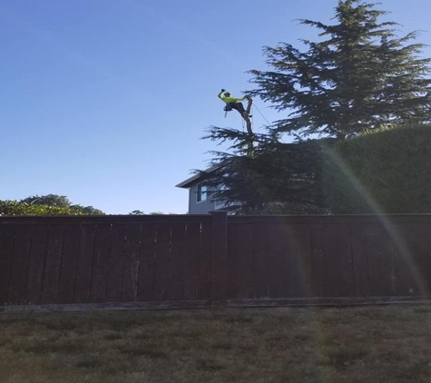 AA Tree Service Inc - Kent, WA