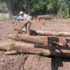 First Chantz Tree Service gallery