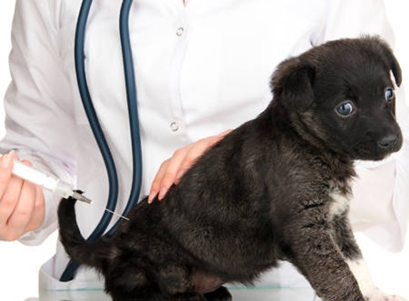 Warwick Town & Country Vets - Warwick, QLD
