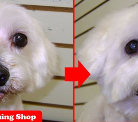 Top Dog Pets & Grooming - Sarasota, FL