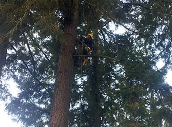 New Day Arborist - Ridgefield, WA