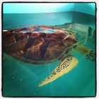 Sea Turtle Inc