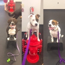 Sit Means Sit Dog Training Raleigh - Pet Training