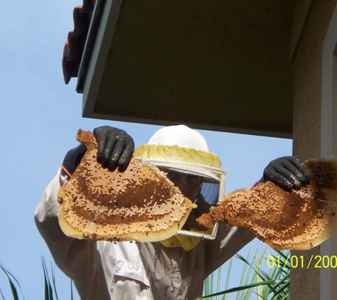 Affordable Bee Removal Service - Fort Pierce, FL