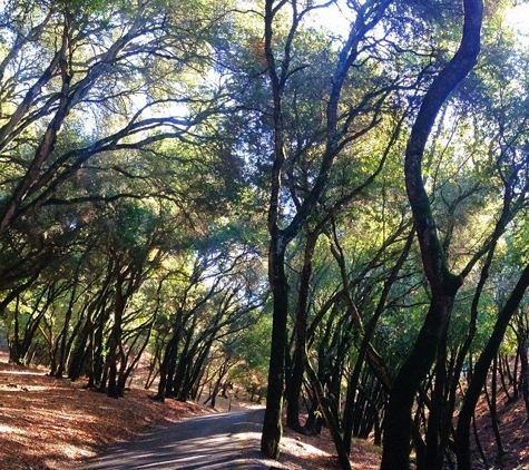 Petrified Forest - Calistoga, CA