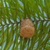 Bi-City Pest Control gallery