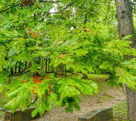 Montgomery Bell State Park - Burns, TN