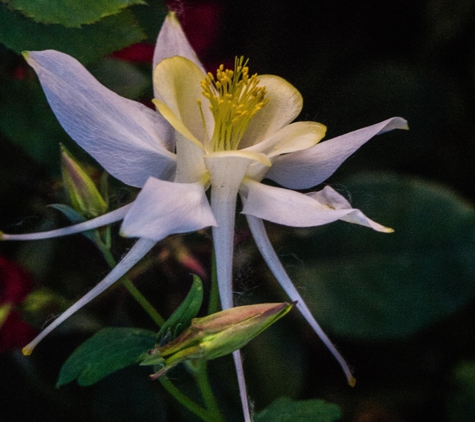 DAH Fine Art Photography - Kearney, NE. Sample of Floral works. Columbine