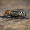 Haralson Termite & Pest Control gallery