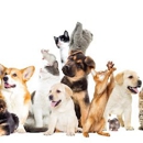 Esp Pet Specialists - Pet Boarding & Kennels