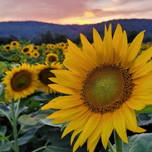 Von Thun Farms - Washington, NJ