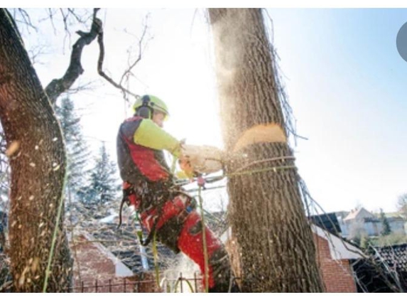 Creative Tree Service - Jersey City, NJ