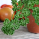 The Rio Tomato - Greenhouses