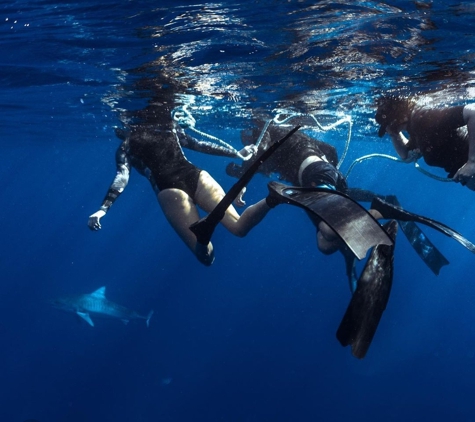 Go Adventure Hawaii - Haleiwa, HI. Swim With Sharks