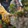 Metropolitan Tree & Landscaping Corp gallery