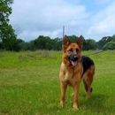 Big Red Texas German Shepherds Ranch - Guard Dogs