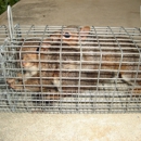 Watford's Nuisance Wildlife Trapping, LLC - Bee Control & Removal Service