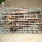 Watford's Nuisance Wildlife Trapping, LLC