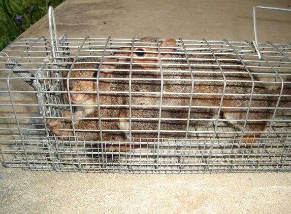 Watford's Nuisance Wildlife Trapping, LLC - Bishopville, SC
