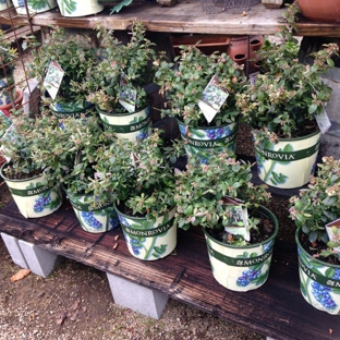 Main Street Nursery - Lakeport, CA