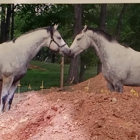 Out of the Box Stables