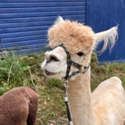 Lilymoore Alpaca Farm