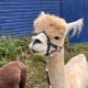 Lilymoore Alpaca Farm