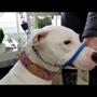 SafeCalm Dog Training Collars & Dog Training/Whispering