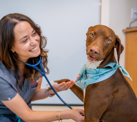 Sploot Veterinary Care - RiNo - Denver, CO