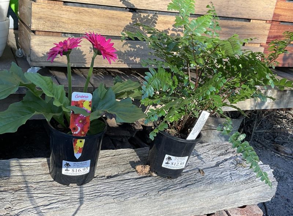 Benaraby Junction Nursery - Wurdong Heights, QLD. Gerbera jamsonii and Tree MaidenHair fern - Didymochlaena truncatula