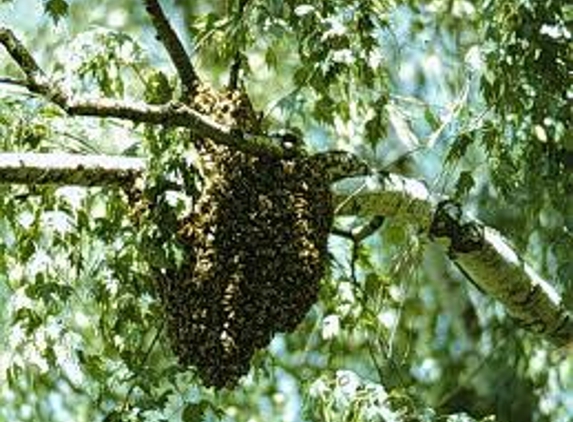 BEE SWARM REMOVAL - Nampa, ID
