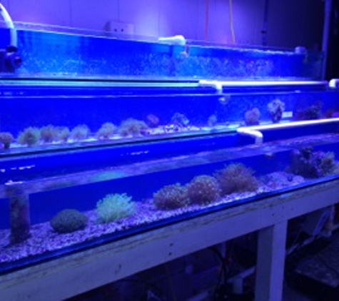 Eco Reef Results - Davie, FL