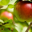 Birch Creek Apples & Honey - Farms