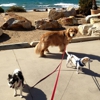 Del Mar Doggers dog walking, dog sitting, overnight stays gallery