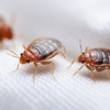 Boss Pest Control gallery