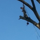 Jacobs Tree Worx - Arborists