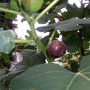 My Italian Fig Tree - Nurseries-Plants & Trees