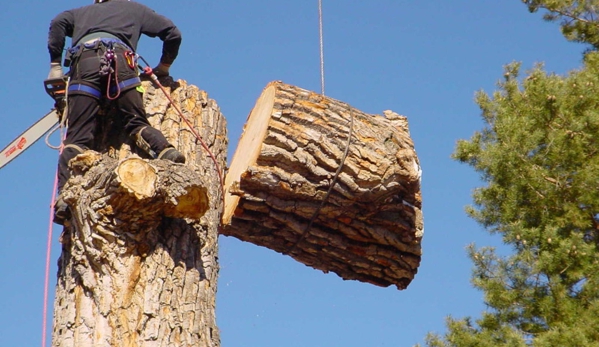 Chop Chop Tree - Lakeland, FL